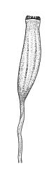 Orthodontium lineare, capsule, moist. Drawn from J.E. Beever 31-15, CHR 406193.
 Image: R.C. Wagstaff © Landcare Research 2021 CC BY 4.0